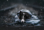 Miniature Australian Shepherd in winter
