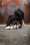 male Miniature Australian Shepherd