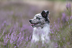 young Miniature Australian Shepherd