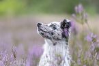 young Miniature Australian Shepherd