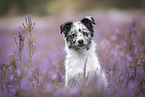 young Miniature Australian Shepherd
