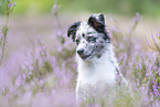 young Miniature Australian Shepherd