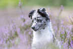 young Miniature Australian Shepherd
