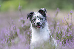 young Miniature Australian Shepherd