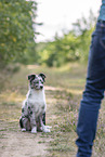 training with young Miniature Australian Shepherd