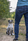 training with young Miniature Australian Shepherd