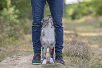 young Miniature Australian Shepherd