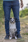 young Miniature Australian Shepherd