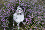 young Miniature Australian Shepherd