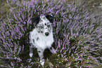 young Miniature Australian Shepherd