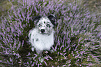 young Miniature Australian Shepherd