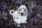 young Miniature Australian Shepherd