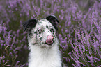 young Miniature Australian Shepherd