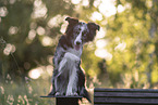 young Miniature Australian Shepherd