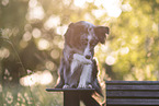 young Miniature Australian Shepherd
