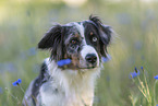 young Miniature Australian Shepherd
