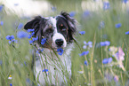 young Miniature Australian Shepherd