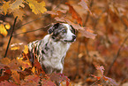 Miniature Australian Shepherd in autumn