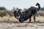 Miniature Australian Shepherd in the heath
