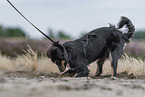 Miniature Australian Shepherd in the heath