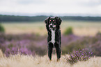 Miniature Australian Shepherd in the heath