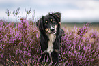 Miniature Australian Shepherd in the heath