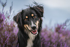 Miniature Australian Shepherd in the heath