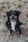 Miniature Australian Shepherd in the heath