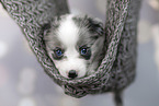 Miniature Australian Shepherd puppy
