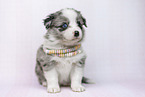 Miniature Australian Shepherd puppy