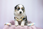 Miniature Australian Shepherd puppy