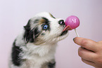 Miniature Australian Shepherd puppy