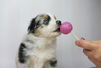 Miniature Australian Shepherd puppy
