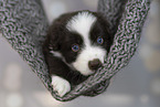 Miniature Australian Shepherd puppy