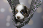 Miniature Australian Shepherd puppy