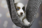 Miniature Australian Shepherd puppy