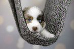 Miniature Australian Shepherd puppy