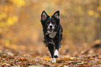 Miniature Australian Shepherd in autumn