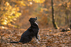 Miniature Australian Shepherd in autumn