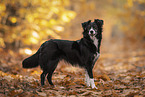 Miniature Australian Shepherd in autumn