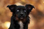 Miniature Australian Shepherd with blue eyes