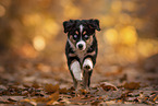 Miniature Australian Shepherd with blue eyes