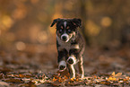 Miniature Australian Shepherd with blue eyes