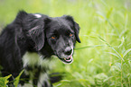 female Miniature Australian Shepherd