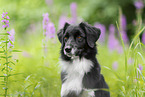 female Miniature Australian Shepherd