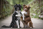 2 Miniature Australian Shepherd
