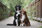 2 Miniature Australian Shepherd