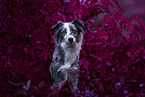 female Miniature Australian Shepherd