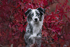 female Miniature Australian Shepherd