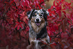 female Miniature Australian Shepherd